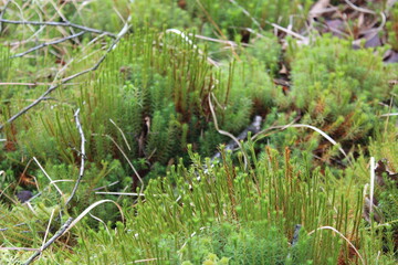 Moss close-up / Moose in Nahaufnahme