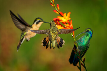 Volcano Hummingbird - Selasphorus flammula very small hummingbird which breeds only in the mountains of Costa Rica and Chiriqui, Panama. Flying and feeding on nectar on the nice blossom