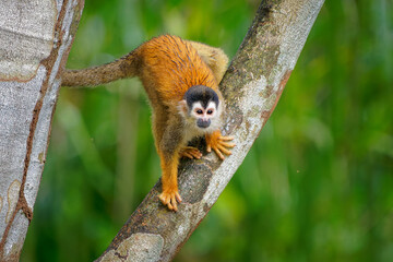 Central American squirrel monkey - Saimiri oerstedii also red-backed squirrel monkey, in the tropical forests of Central and South America in the canopy layer, orange back white and black face