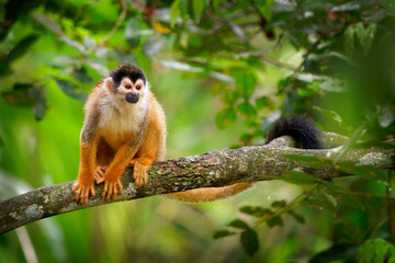 Naklejka na ściany i meble Central American squirrel monkey - Saimiri oerstedii also red-backed squirrel monkey, in the tropical forests of Central and South America in the canopy layer, orange back white and black face