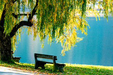 An empty bench under a tree on the shore of a picturesque