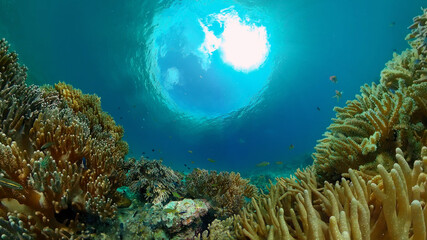 Fototapeta na wymiar Reef coral scene. Colourful underwater seascape. Beautiful soft coral. Sea coral reef. Philippines.
