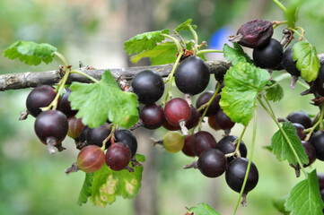On the branch are ripe berries of Yoshta