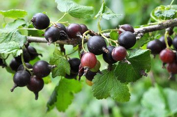 On the branch are ripe berries of Yoshta