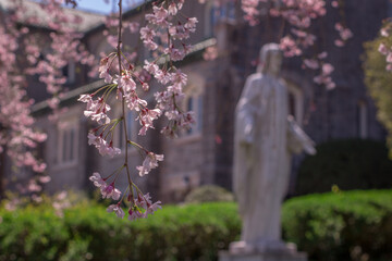 Close-Up of a Branch from a Tree with Pink Blossom petals in Front of a Church with a Statue in the Background