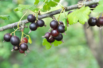 On the branch are ripe berries of Yoshta