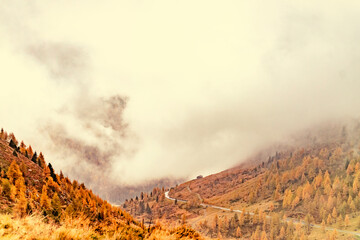 Fog in the mountain autumn forest. Fall in the alps.
