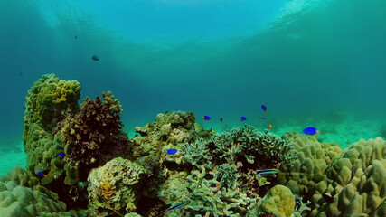 Tropical sea and coral reef. Underwater Fish and Coral Garden. Underwater sea fish. Tropical reef marine. Colourful underwater seascape. Philippines.