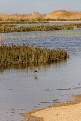 stork in the distance, in the water lagoon