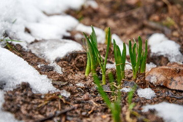 Early flowering plants between snow and ice. Spring is coming, winter is over. Crocuses, Narcissi.