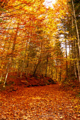 A picturesque path in the autumn forest. beautiful nature