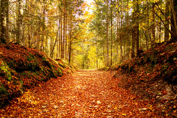 Obraz premium A picturesque path in the autumn forest. beautiful nature