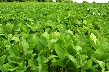 The field grows soy