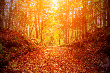 Fototapeta premium A picturesque path in the autumn forest. beautiful nature