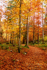 A picturesque path in the autumn forest. beautiful nature