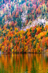 Autumn forest on the steep slopes of the alpine mountains.