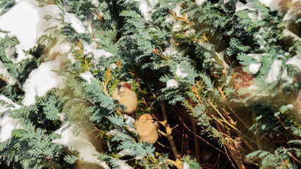 Passer domesticus.  sparrow among the thickets