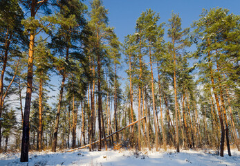 winter forest in the snow