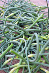 Garlic arrows are collected