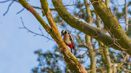 the bird Dendrocopos major sits on a tree