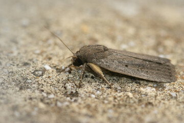 Closeup of Porter's rustic moth or Athetis hospes in Gard France
