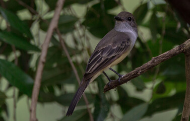 Short-crested Flycatcheron a branch