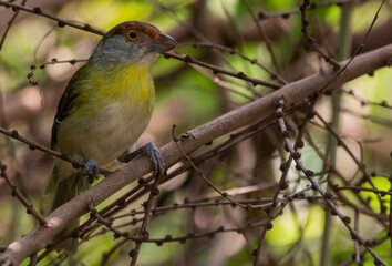 Rufous-browed Peppershrike on branch