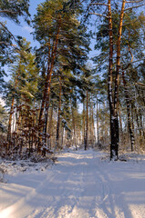 Road through the snowy forest in winter