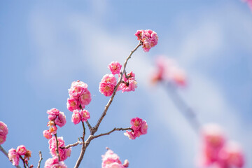 Fototapeta na wymiar 春の訪れ、梅の花