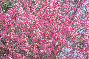 春の訪れ、梅の花