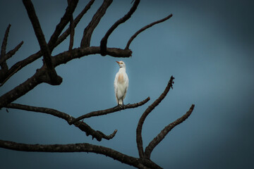 gaviota