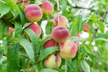 Close-up of ripe peaches on tree, harvest of natural organic peaches in garden