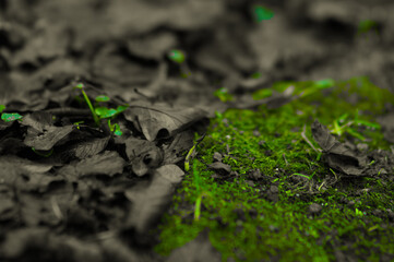 Leaves on the moss