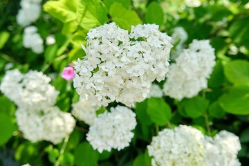 Close-up of a blooming white hydrangea bush in the garden, abstract background