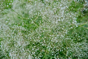Plants white flowering branches out of focus, green white background, Gypsophila paniculata
