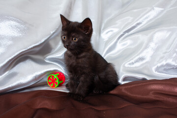 Black Bombay kitten