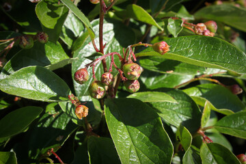 Bckground of cotoneaster leaves and green berry clusters