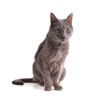 Vintage grey cat 19 years old
