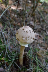 Mushroom in the forest.