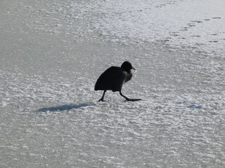 Eurasian coot (Fulica atra) - black water bird walking on the frozen lake, Gdansk, Poland