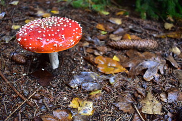 Mushroom in the forest.