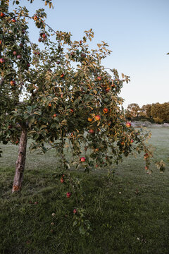 Apfelbaum tr&auml;gt viel Fr&uuml;chte im Sommer