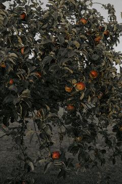 Apfelbaum mit reifen Fr&uuml;chten 