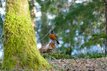 Closeup of an American robin sitting on a stump in the forest