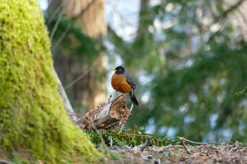 Closeup of an American robin sitting on a stump in the forest