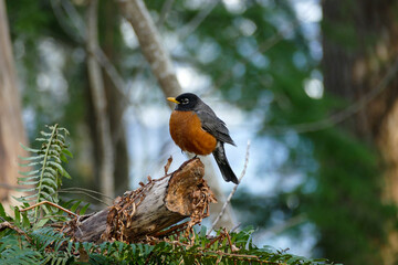 Closeup of an American robin sitting on a stump in the forest