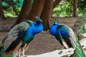 Obraz premium Two peacocks resting on a fence.