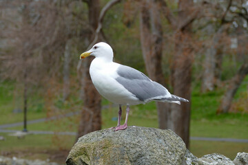 Seagull keeping watch in Beacon-Hill-Park, Victoria