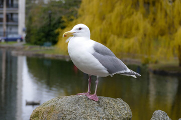 Seagull keeping watch in Beacon-Hill-Park, Victoria