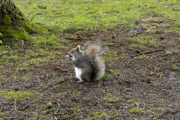 Portrait of an adorable Squirrel munching on a little snack.